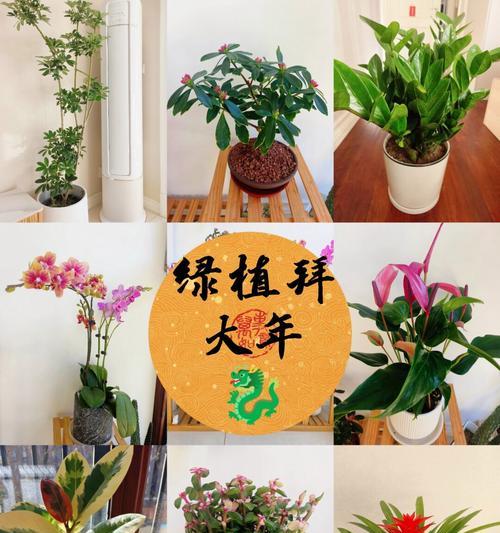 室内植物种植的常见问题解答？