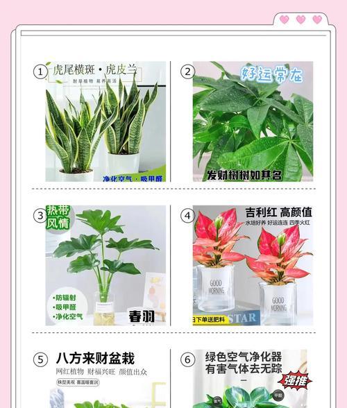 室内植物种植的常见问题解答？