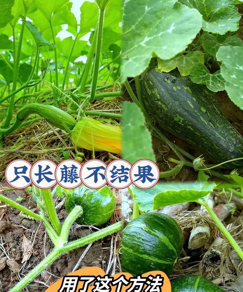 如何挑选优质长南瓜？挑选技巧是什么？