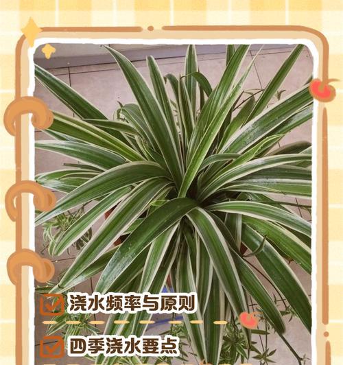 盆景浇水的正确方法和注意事项有哪些？
