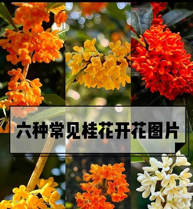 花的用途有哪些？不同种类的花有哪些不同的用途？