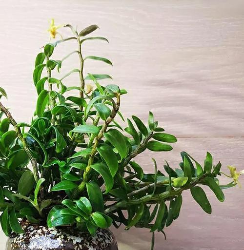 山地玫瑰不开花的原因及解决方法？