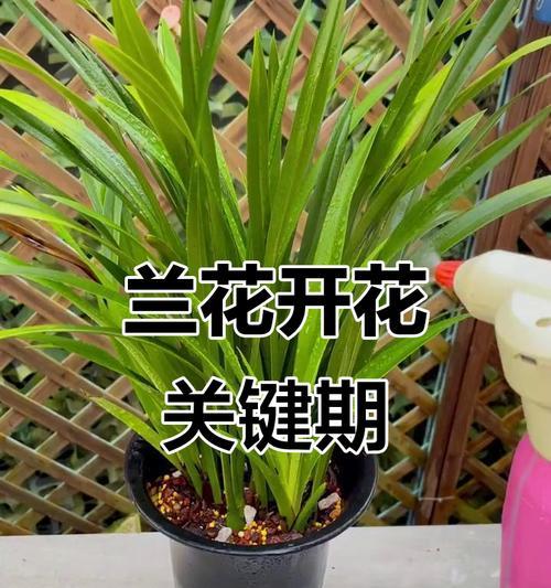 兰花催花有哪些方法？如何让兰花开出更多的花朵？