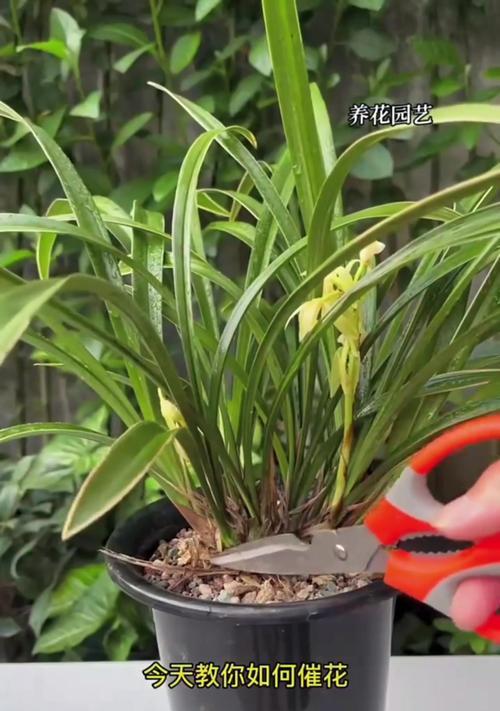兰花催花有哪些方法？如何让兰花开出更多的花朵？