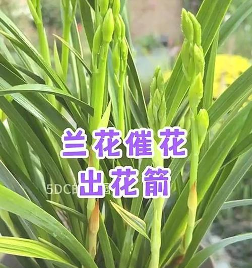 兰花催花有哪些方法？如何让兰花开出更多的花朵？
