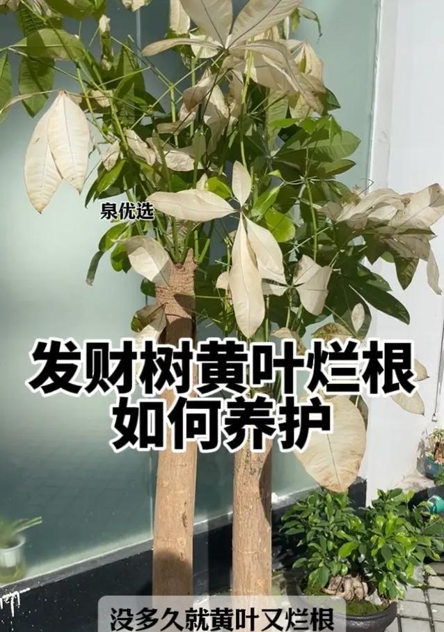 木本发财树的正确养护技巧？