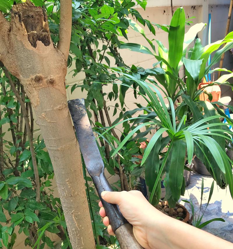 木本发财树的正确养护技巧？