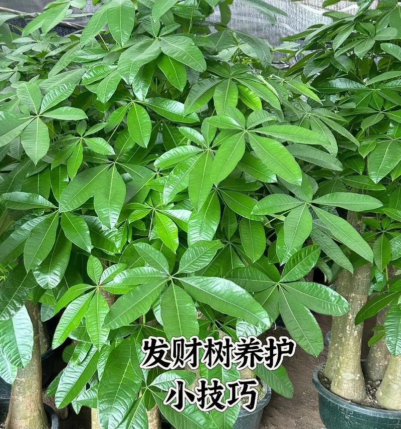 木本发财树的正确养护技巧？