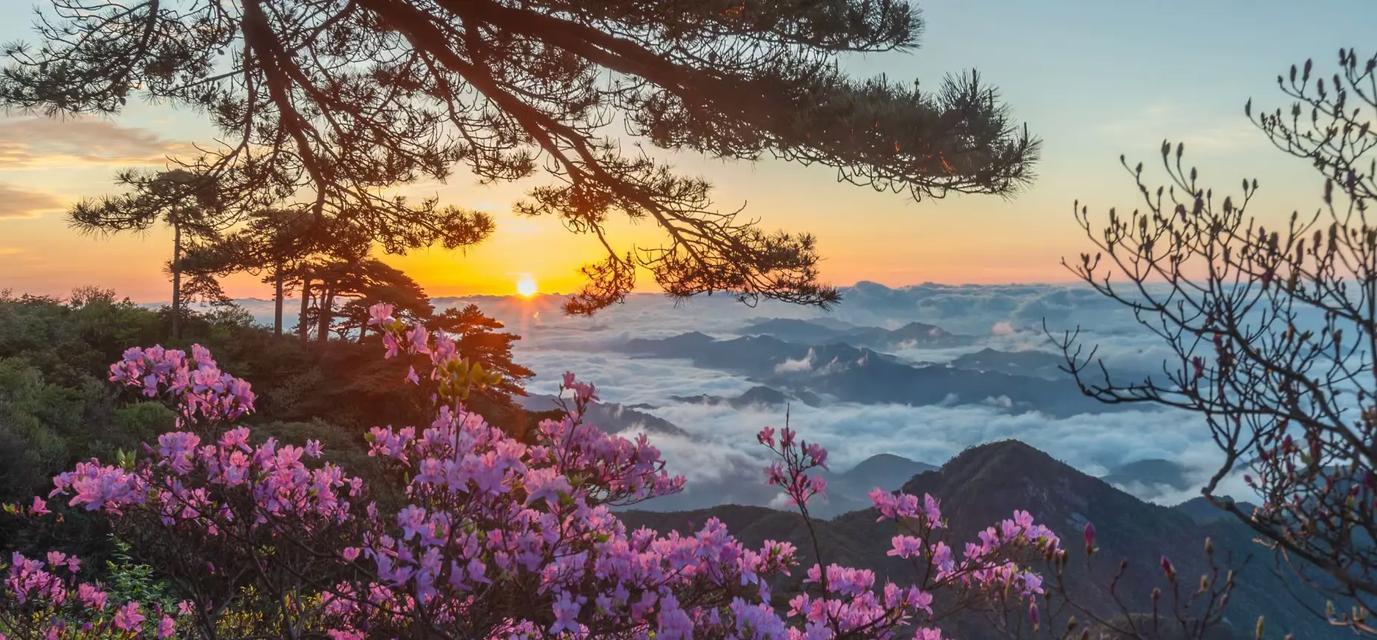 长在山上的花有哪些？它们的生长环境是什么？