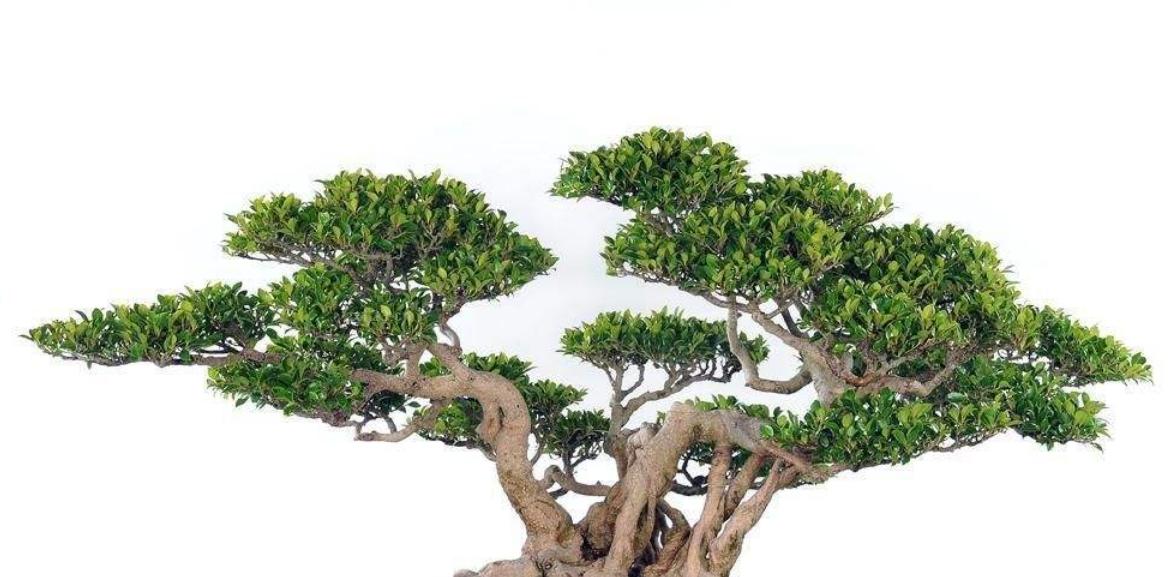 榕树盆景如何养得更粗壮？