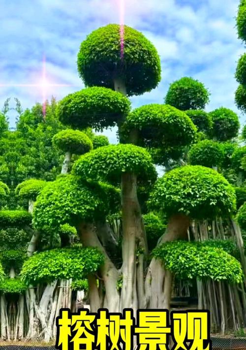 榕树盆景如何养得更粗壮？