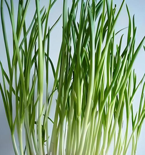 阳台种植大蒜的方法是什么？如何保证蒜苗茁壮成长？