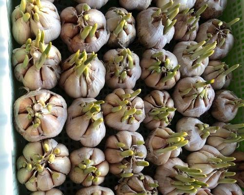 阳台种植大蒜的方法是什么？如何保证蒜苗茁壮成长？