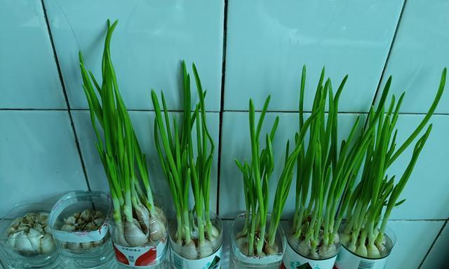 阳台种植大蒜的方法是什么？如何保证蒜苗茁壮成长？
