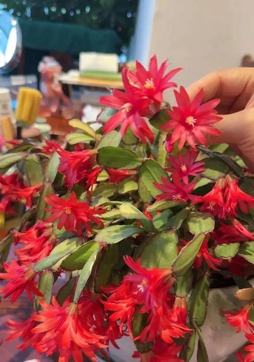 蟹爪兰新种植？正确的养护方法是什么？