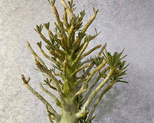 有块根花卉的哪些？块根植物的养护和繁殖方法是什么？