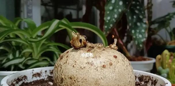 有块根花卉的哪些？块根植物的养护和繁殖方法是什么？