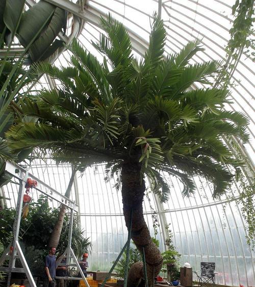 种植铁树有哪些好处？铁树的养护和繁殖方法是什么？