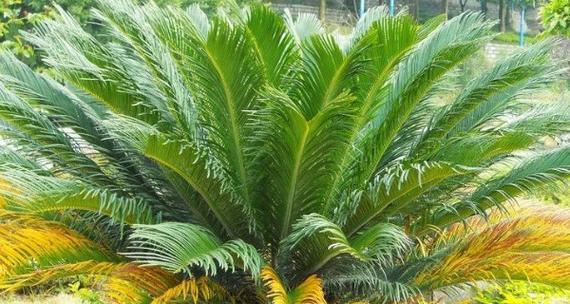 种植铁树有哪些好处？铁树的养护和繁殖方法是什么？