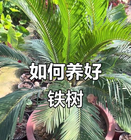 种植铁树有哪些好处？铁树的养护和繁殖方法是什么？
