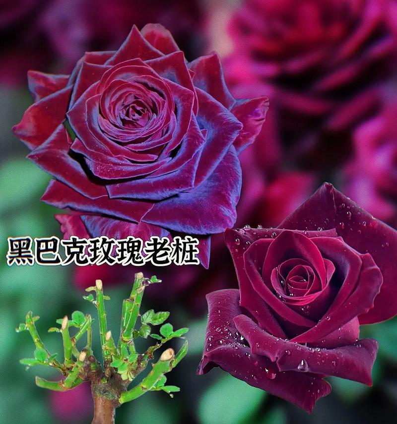 红玫瑰的最佳种植时间是什么时候？种植技巧有哪些？