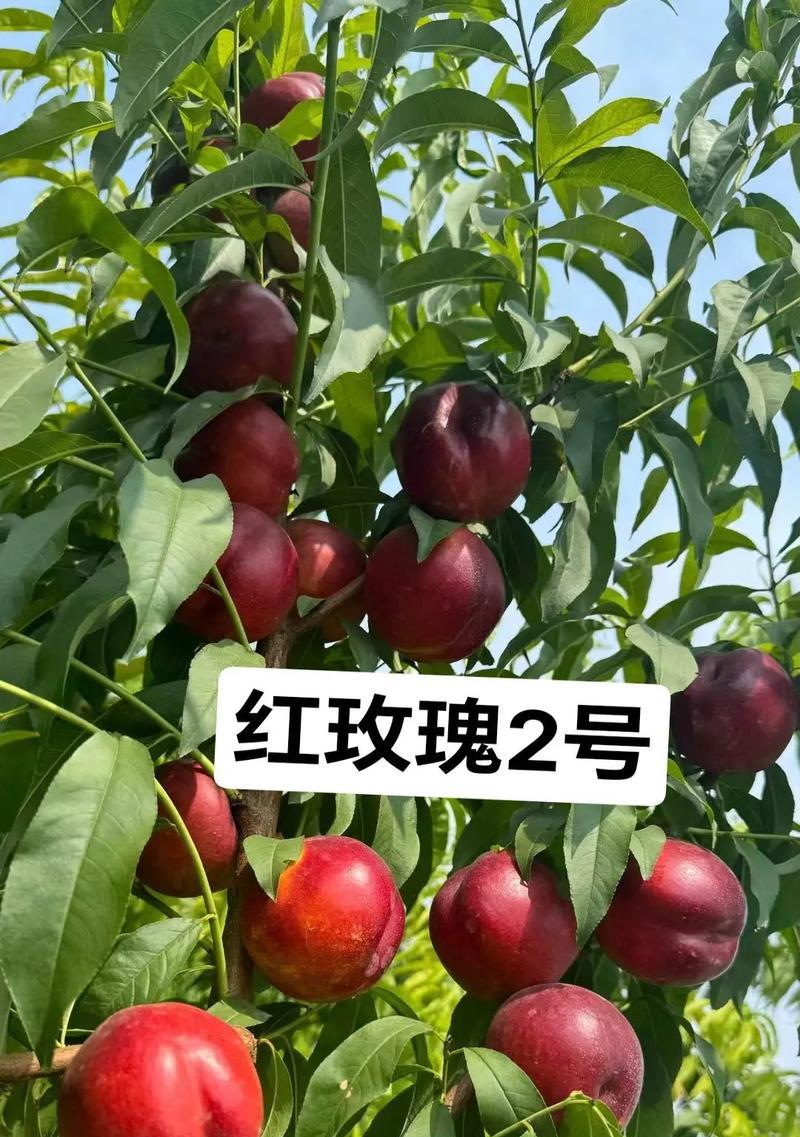 红玫瑰的最佳种植时间是什么时候？种植技巧有哪些？