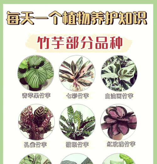 双线竹芋繁殖的正确步骤是什么？