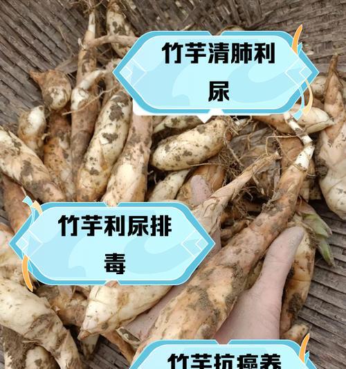 双线竹芋繁殖的正确步骤是什么？