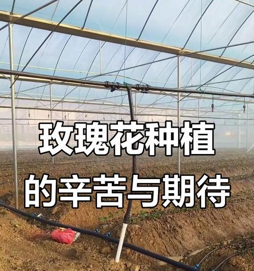 玫瑰什么时候播种？如何正确进行玫瑰的播种？