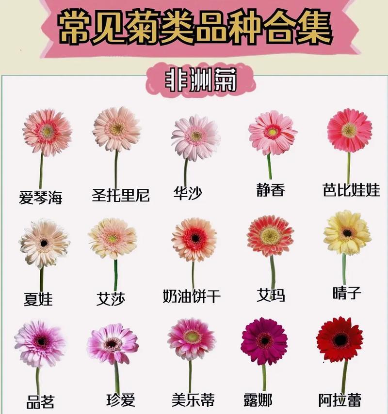 菊花分株的最佳时间和方法是什么？