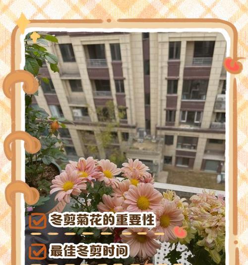 菊花分株的最佳时间和方法是什么？