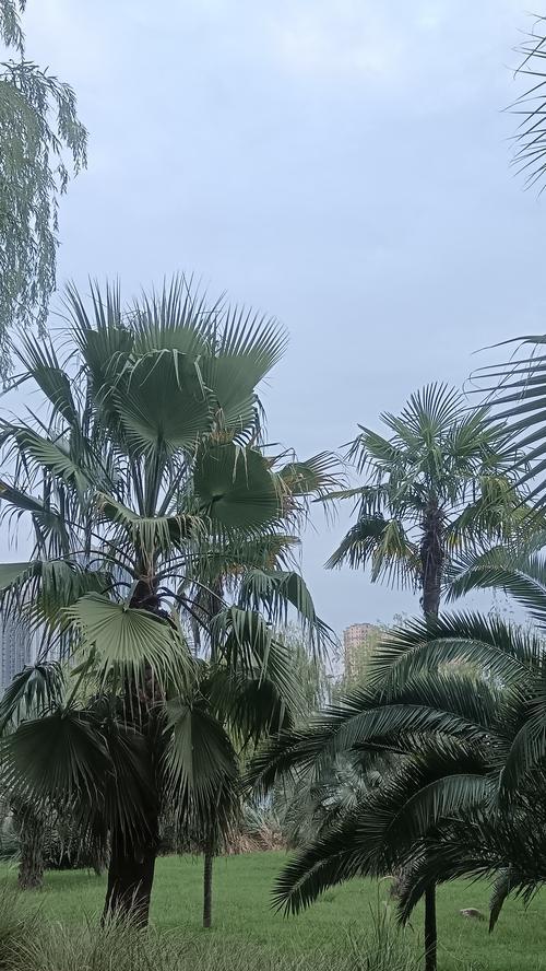 树木生长的条件和管理要点是什么？