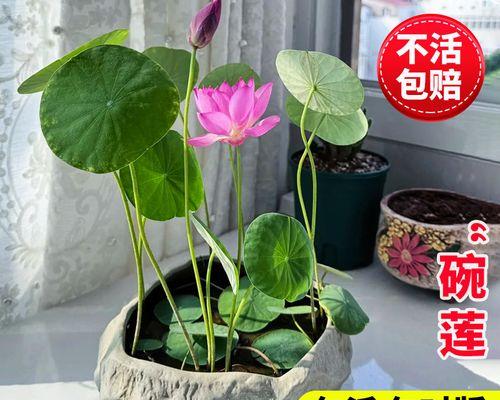 水培小植物有哪些？适合初学者的水培植物推荐？