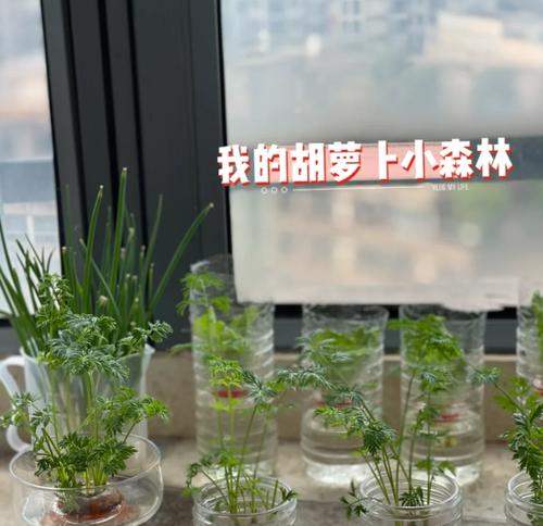 水培小植物有哪些？适合初学者的水培植物推荐？