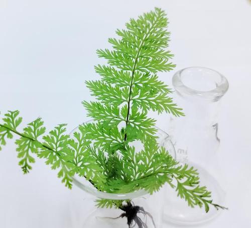 水培小植物有哪些？适合初学者的水培植物推荐？