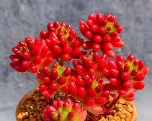 虹之玉的繁殖方法和技巧有哪些？