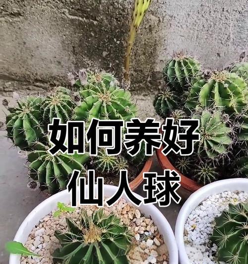 金盛丸仙人球的正确养护方法是什么？