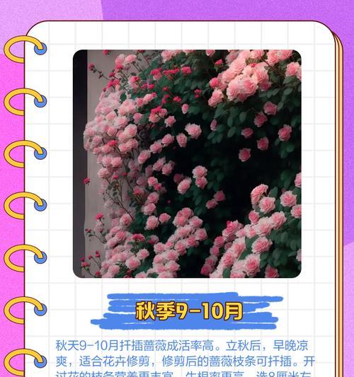 蔷薇插枝的正确方法是什么？蔷薇插枝后如何管理？