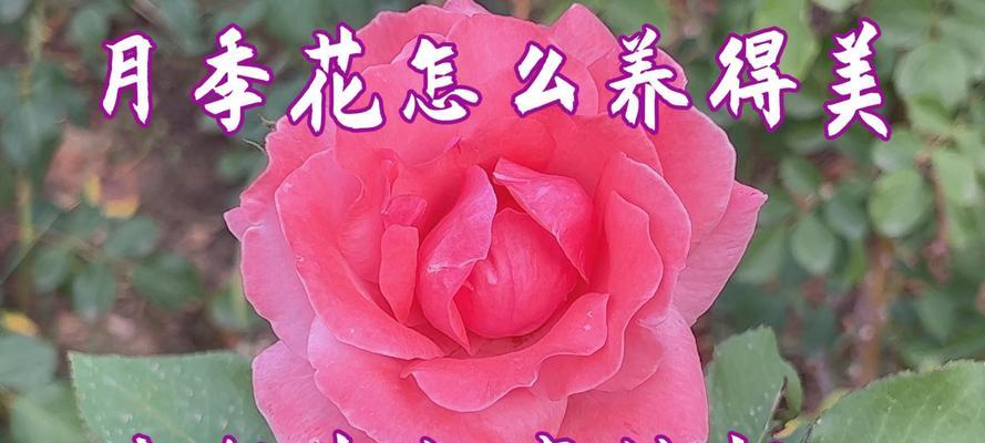 过期牛奶可以浇哪些花？使用过期牛奶的好处是什么？