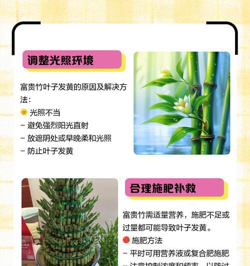 富贵竹叶子发黄的可能原因是什么？