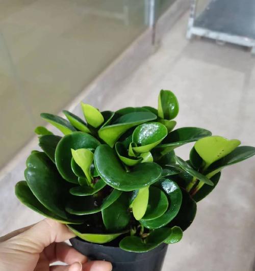 碧玉植物养殖方法是什么？