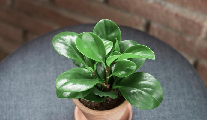 碧玉植物养殖方法是什么？