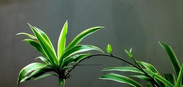 吊兰有哪些品种？吊兰品种的特点和养护技巧是什么？