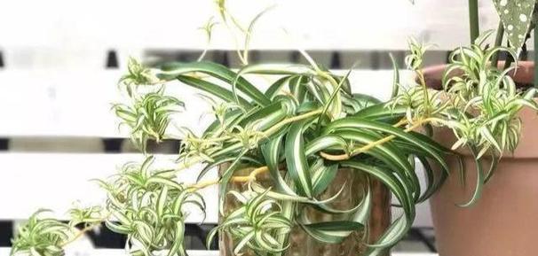 吊兰有哪些品种？吊兰品种的特点和养护技巧是什么？