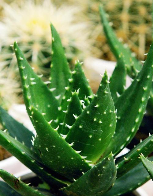 芦荟有哪些形状？不同品种芦荟的特点是什么？