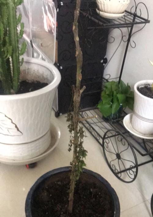 幸福树的树叶蔫怎么办？有哪些解决措施？
