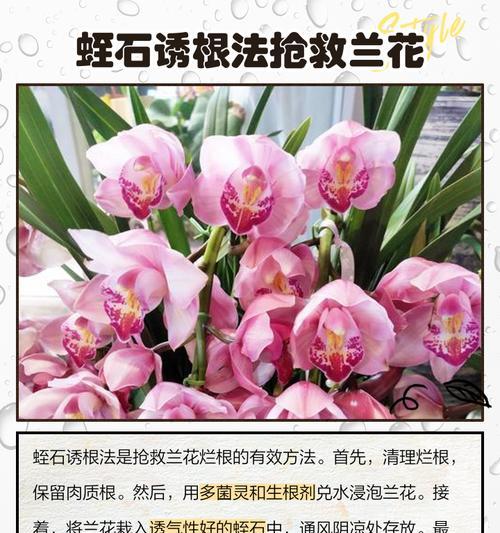 烂根病的处理方法有哪些？如何正确处理植物的烂根病？