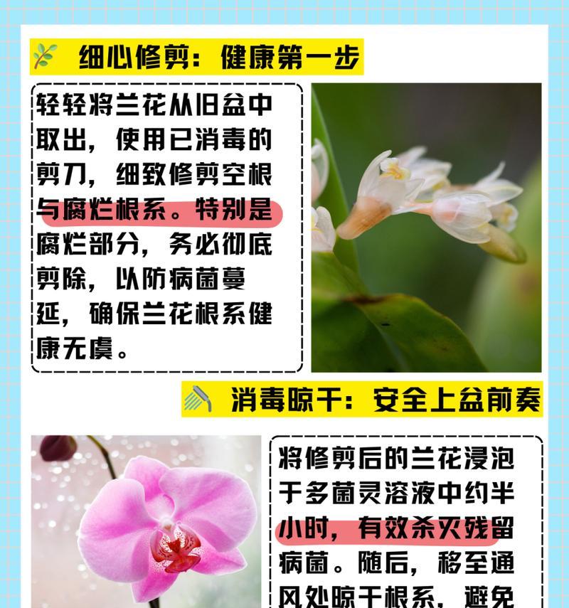 烂根病的处理方法有哪些？如何正确处理植物的烂根病？