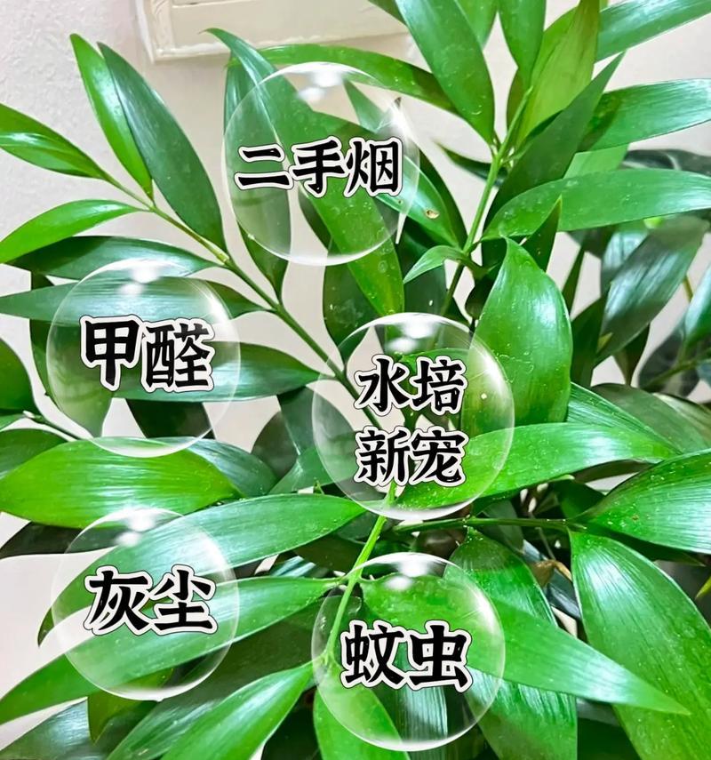驱蚊花卉有哪些？如何利用植物来驱赶蚊虫？