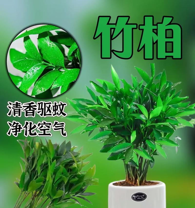驱蚊花卉有哪些？如何利用植物来驱赶蚊虫？
